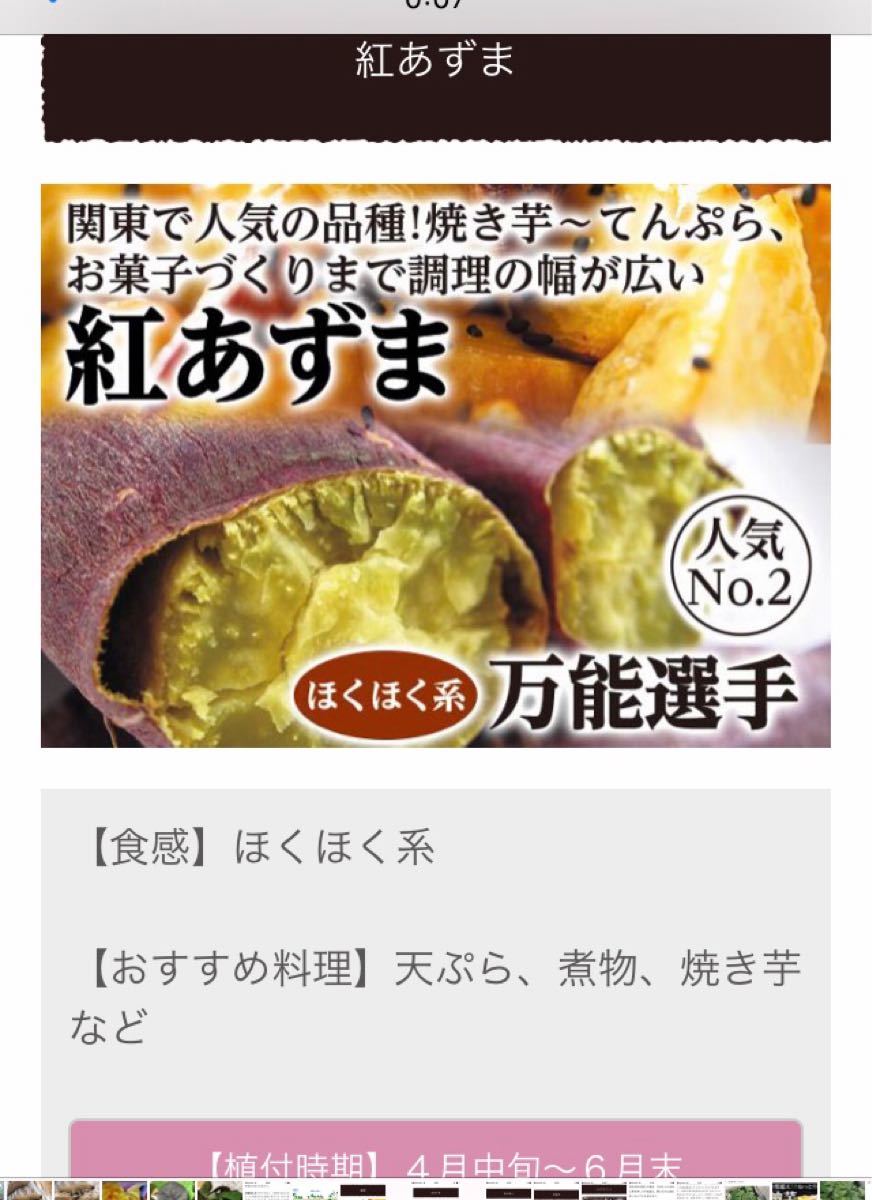 県内公立高校入試 ホクホク系ーベニアズマ芋苗1000本 その他