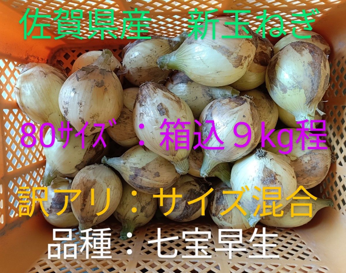 新玉ねぎ　佐賀県産　しろいし玉ねぎ　早生七宝早生　減農薬　サラダ用玉ねぎ　産地直送　農家直送　9kg 10kg 規格外　訳アリ