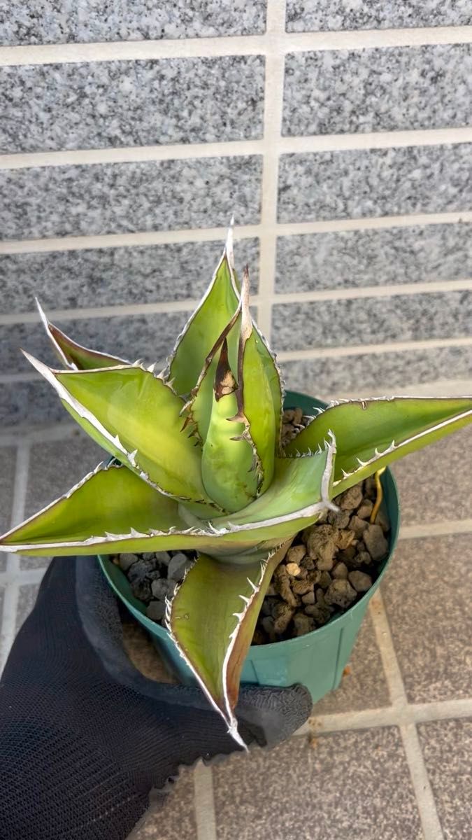 アガベ オテロイ選抜 長棘 鉢のまま発送 特選 強棘 Agave