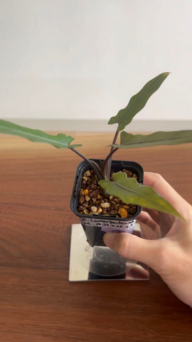 アロカシア ラウテルバキアナ ② alocasia lauterbachiana