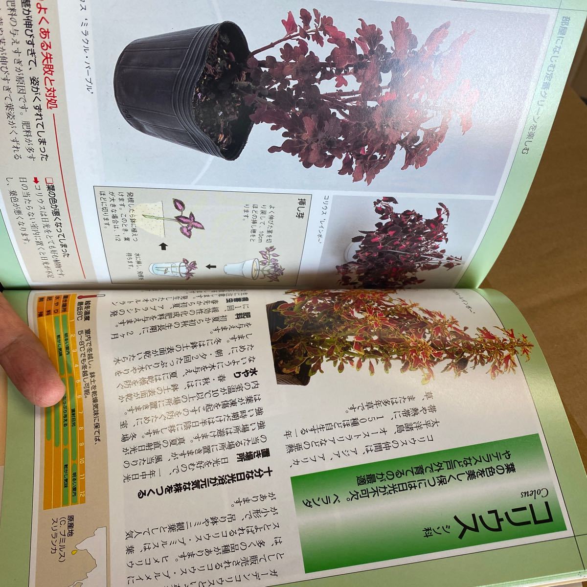 送料無料　観葉植物事典_画像3