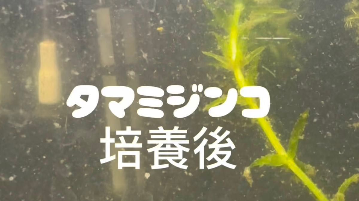 タマミジンコ・ゾウリムシ育成キット 植物性培養液900ml 300ml×3袋 箱詰め発送