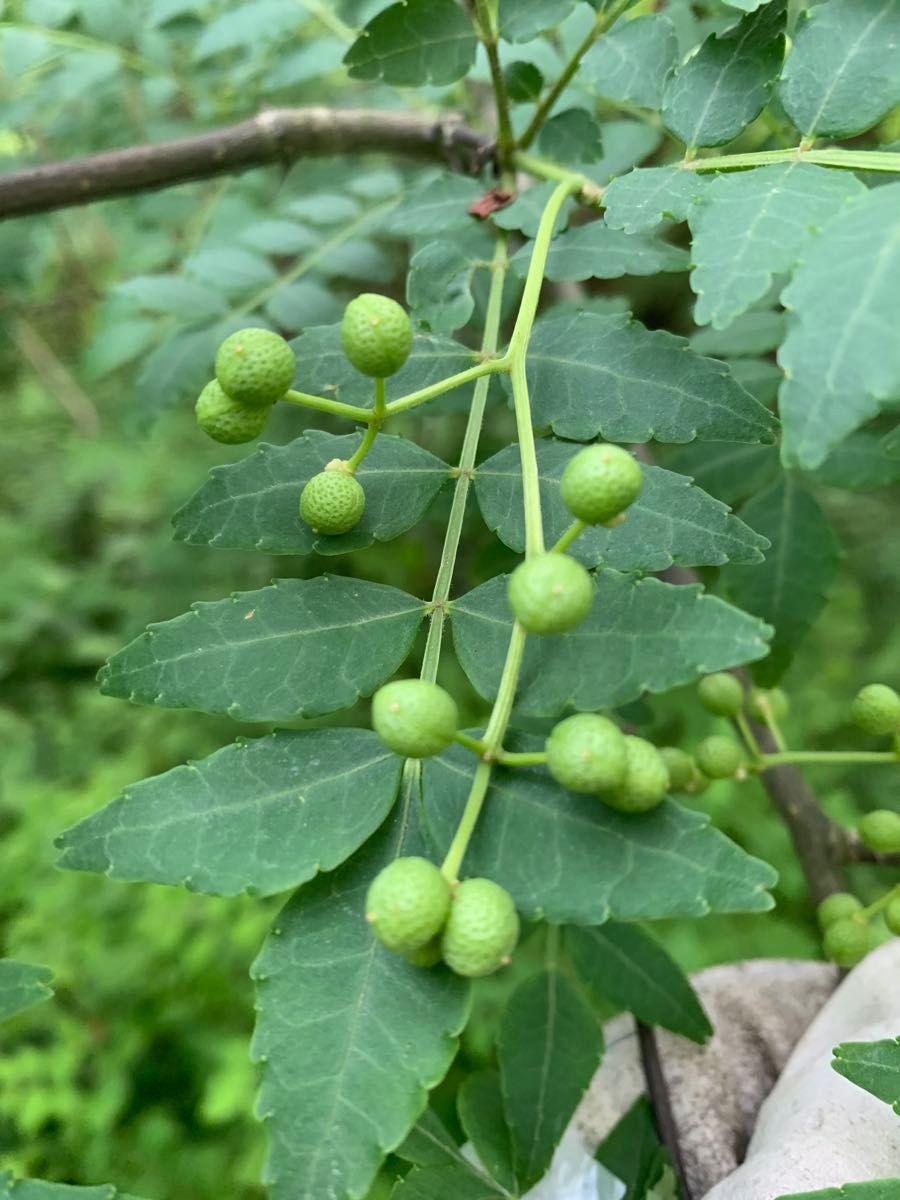 山形県産 山椒の実 無農薬 500g|Yahoo!フリマ(旧PayPayフリマ) 山形県産 山椒の実 無農薬 500g|Yahoo!フリマ(旧PayPayフリマ)