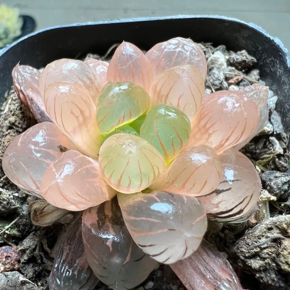 ハオルチア 多肉植物 赤丹オブツーサ錦 鮮明錦 糊斑 ハオルチア 多肉植物 赤丹オブツーサ錦 鮮明錦 糊斑|Yahoo