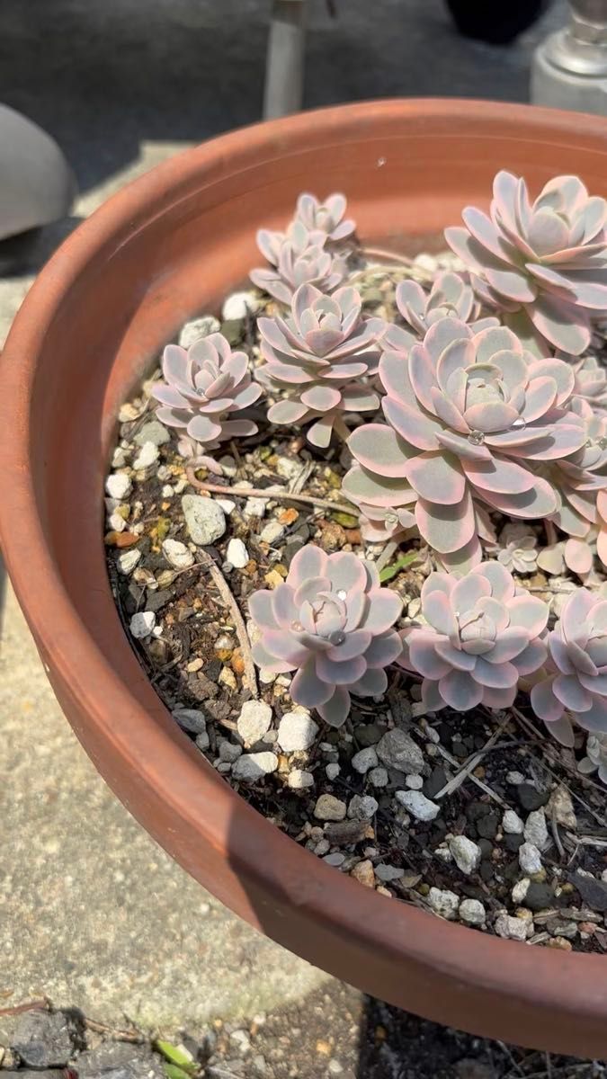 多肉植物 鏡花 抜き苗1つ