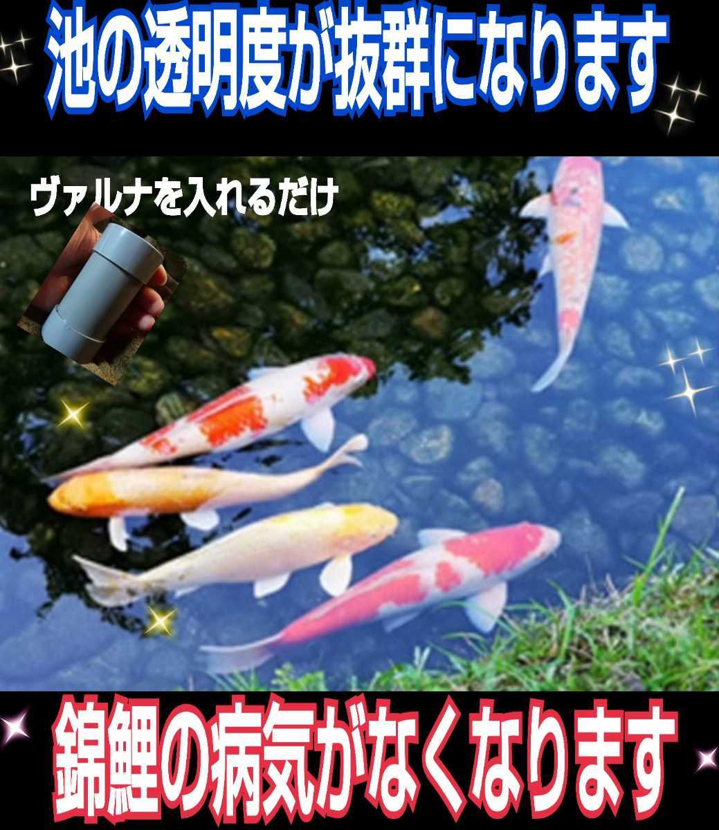 池の水が綺麗になります！錦鯉の品評会が絶賛【ヴァルナ池用】病原菌や感染症など有害物質を強力抑制！透明度抜群に☆５００トン浄化します_画像4