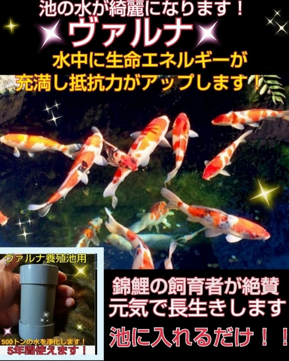 錦鯉の池が綺麗になります！【ヴァルナ超特大サイズ】透明度がアップし病原菌や感染症を強力抑制☆生体が活性化！800トン浄化☆5年間持続_画像4