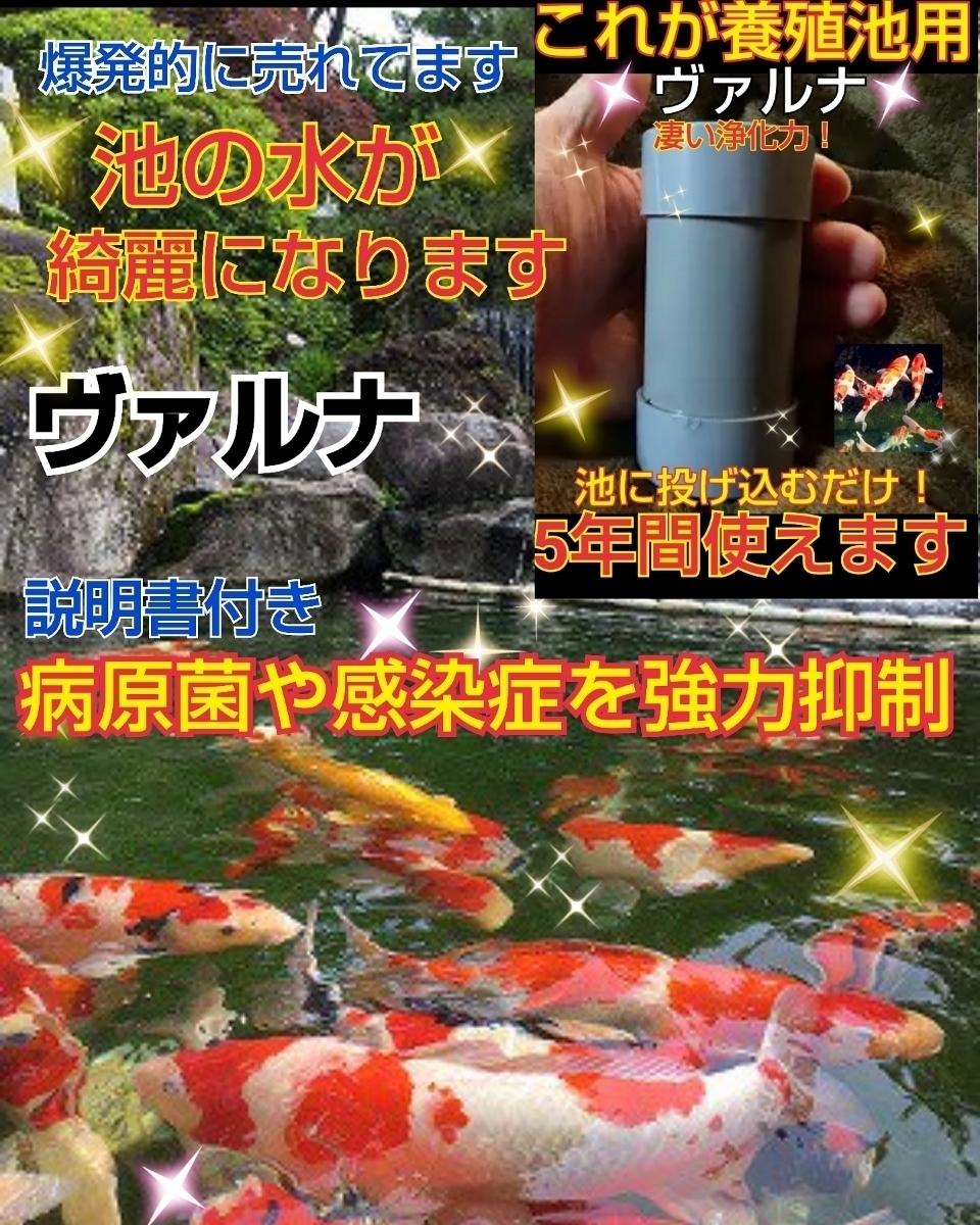 錦鯉の池が綺麗になります！【ヴァルナ超特大サイズ】透明度がアップし病原菌や感染症を強力抑制☆生体が活性化！800トン浄化☆5年間持続_画像6