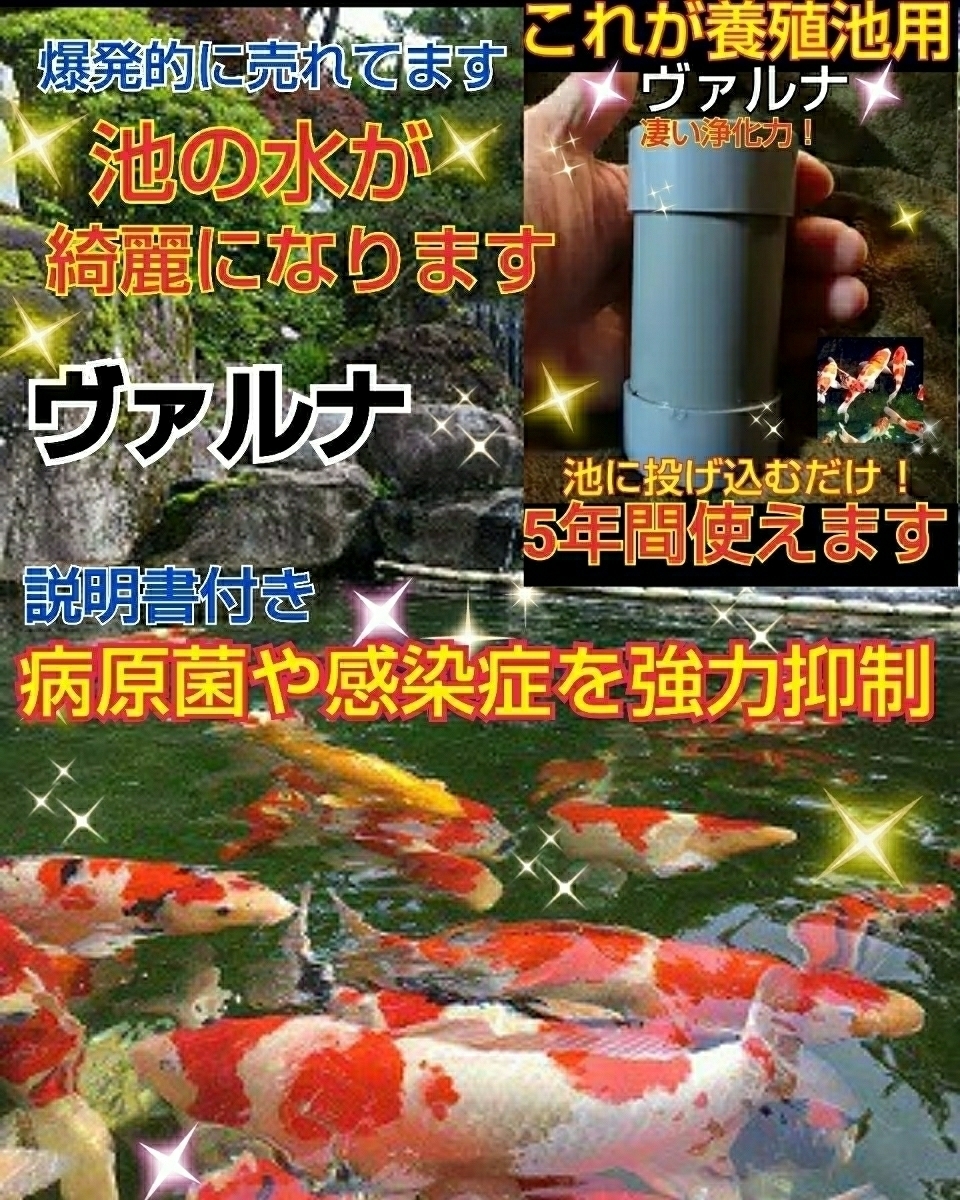 池の水が綺麗になります!錦鯉の品評会が絶賛【ヴァルナ池 池の水が綺麗になります!錦鯉の品評会が絶賛【ヴァルナ池