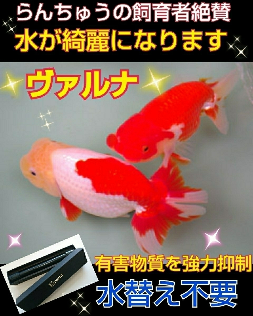池の水が綺麗になります!錦鯉の品評会が絶賛【ヴァルナ池 池の水が綺麗になります!錦鯉の品評会が絶賛【ヴァルナ池