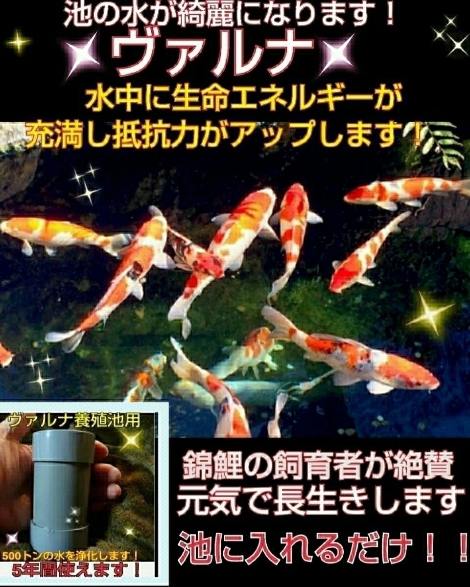池の水が綺麗になります!錦鯉の飼育者が絶賛【ヴァルナ池 池の水が綺麗になります!錦鯉の飼育者が絶賛【ヴァルナ池