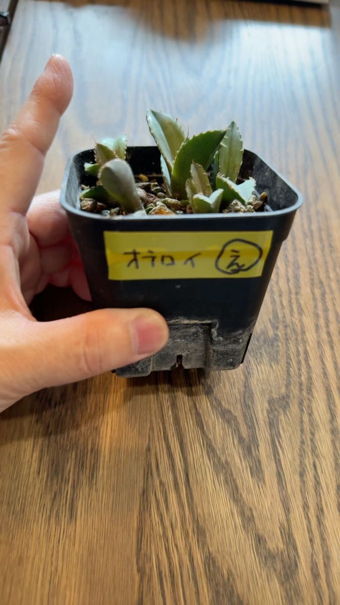 アガベ オテロイ実生 5株セット