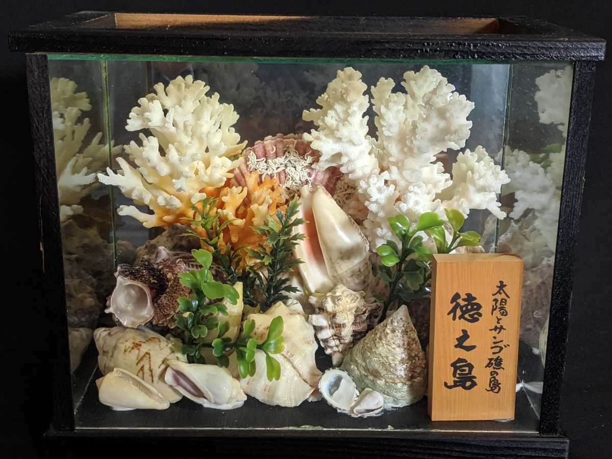 昭和レトロ 珊瑚 白珊瑚礁 サンゴ貝殻 ガラスケース 置物 標本 昭和レトロ 珊瑚 白珊瑚礁 サンゴ貝殻 ガラスケース 置物 標本