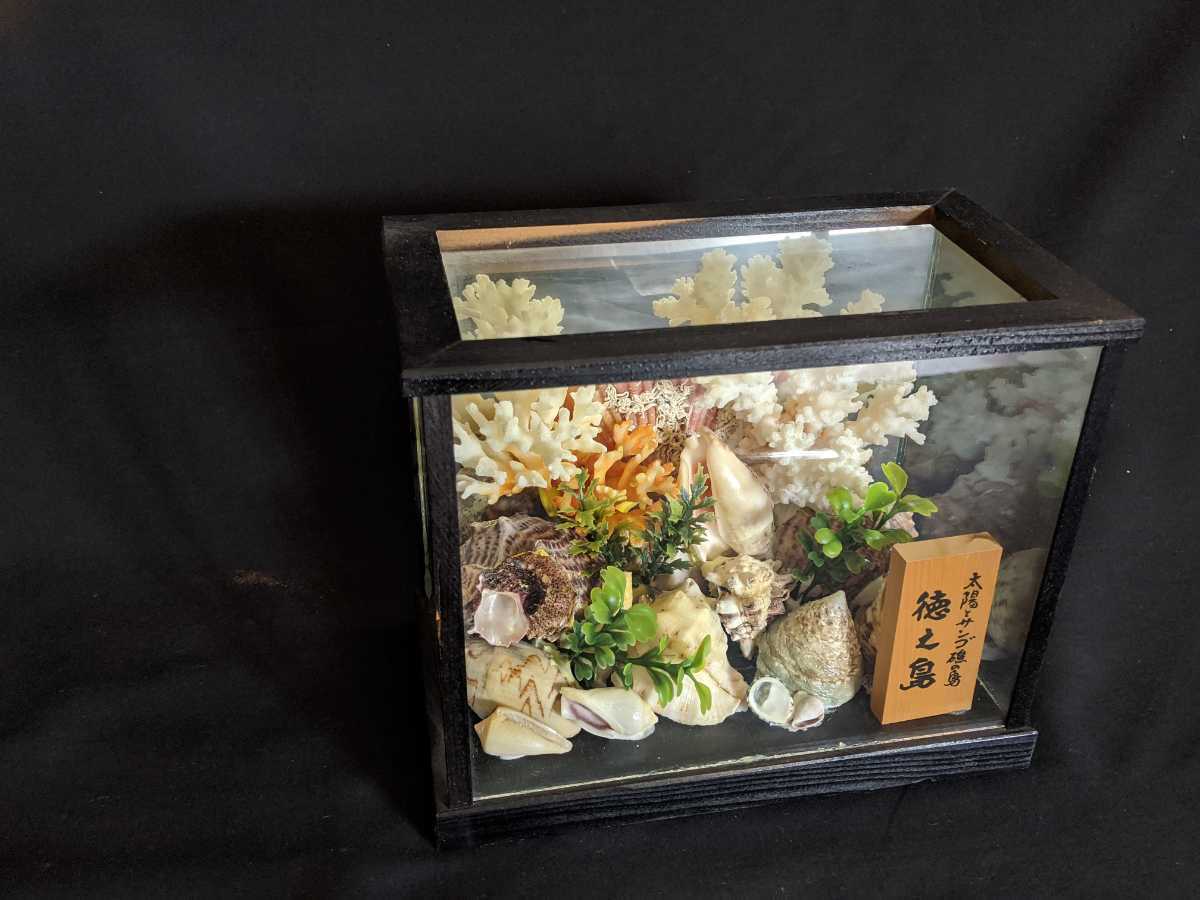 昭和レトロ 珊瑚 白珊瑚礁 サンゴ貝殻 ガラスケース 置物 標本 昭和レトロ 珊瑚 白珊瑚礁 サンゴ貝殻 ガラスケース 置物 標本