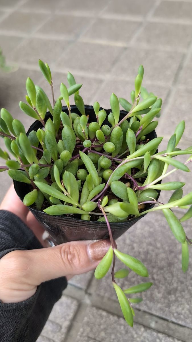 ルビーネックレス 多肉植物 苗