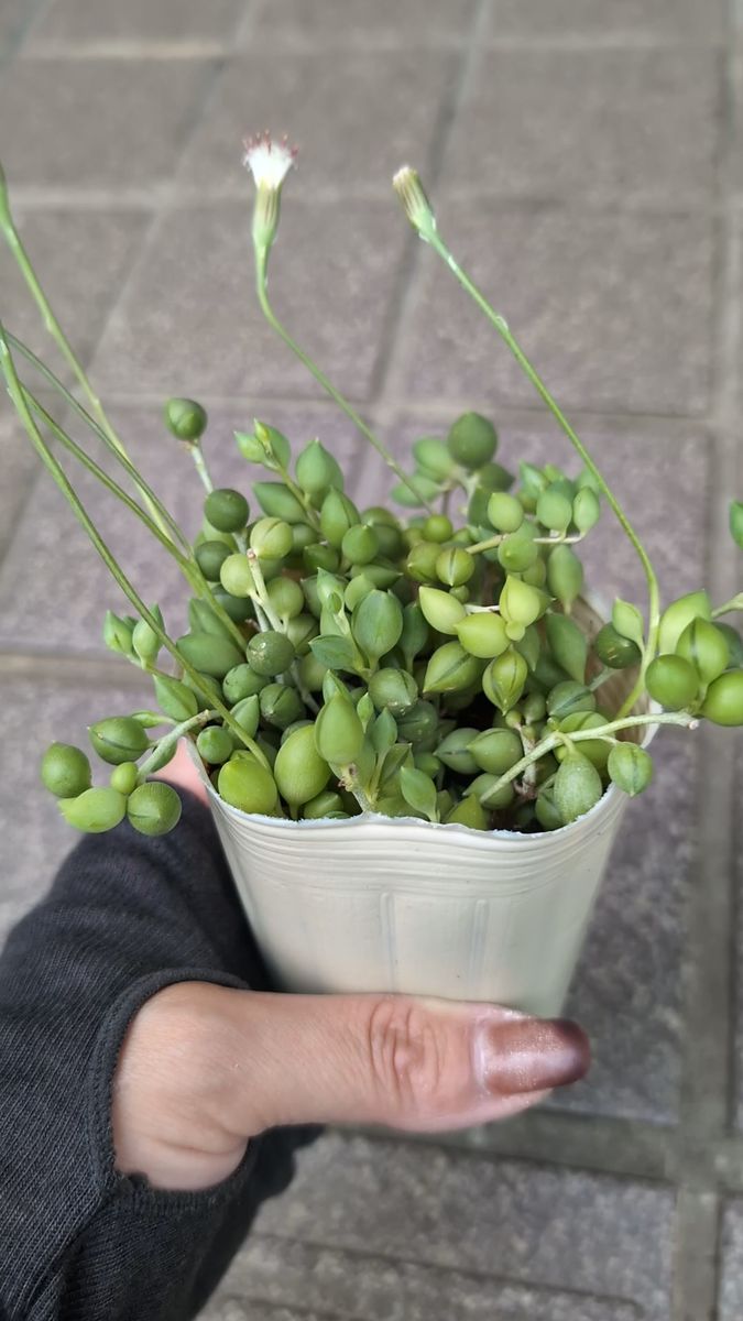 グリーンネックレス 多肉植物 苗