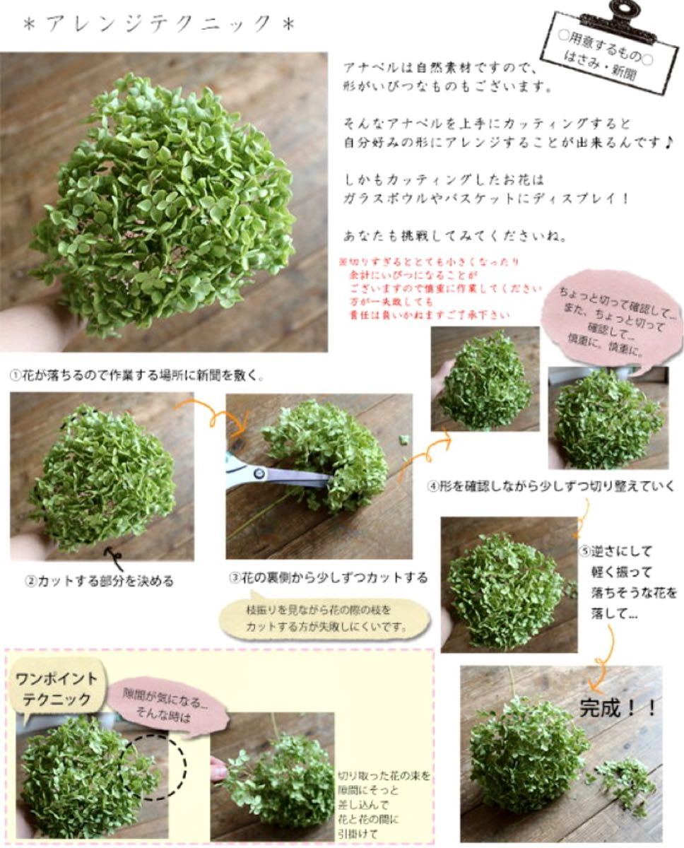 Paypayフリマ 中サイズ 即納 アナベル ドライフラワー 紫陽花 あじさい インテリア 花 枝付 Paypayフリマ 中サイズ 即納 アナベル ドライフラワー 紫陽花 あじさい インテリア 花 枝付