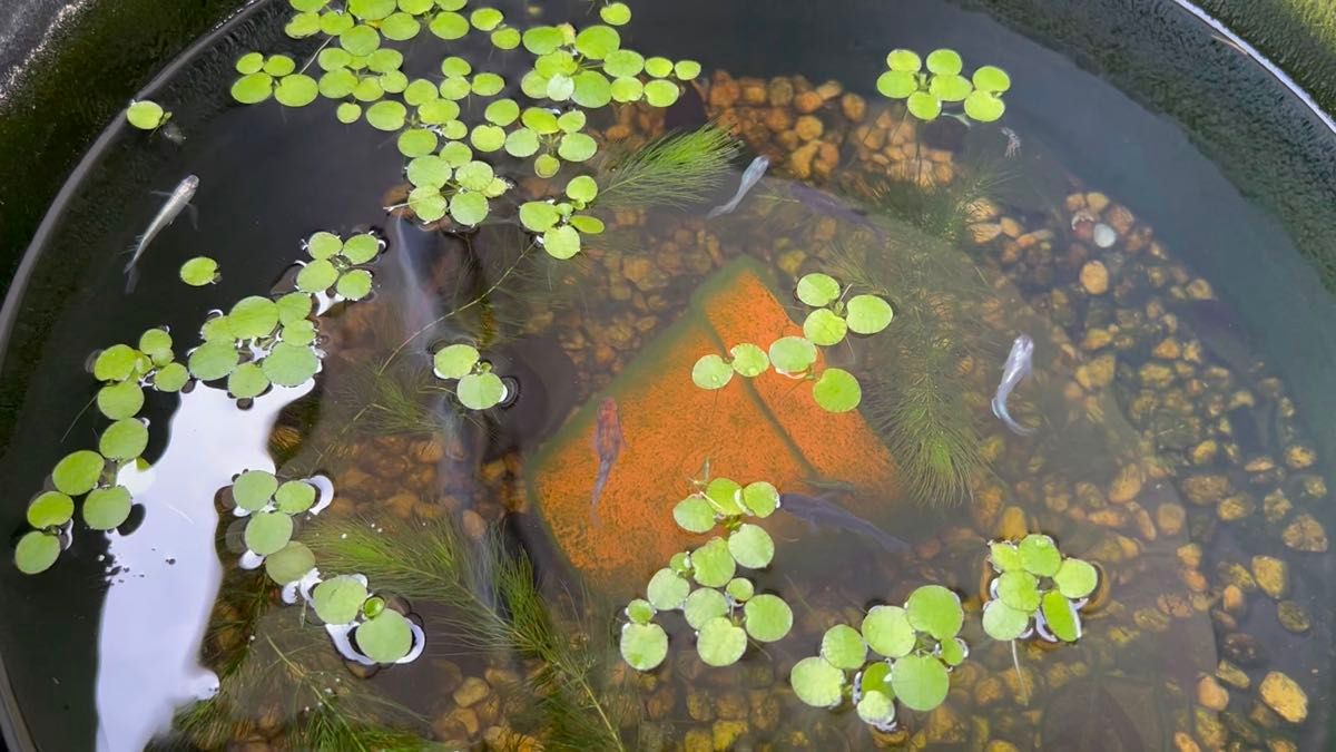 水草 2種セットアマゾンフロッグピット5株+α マツモ1本