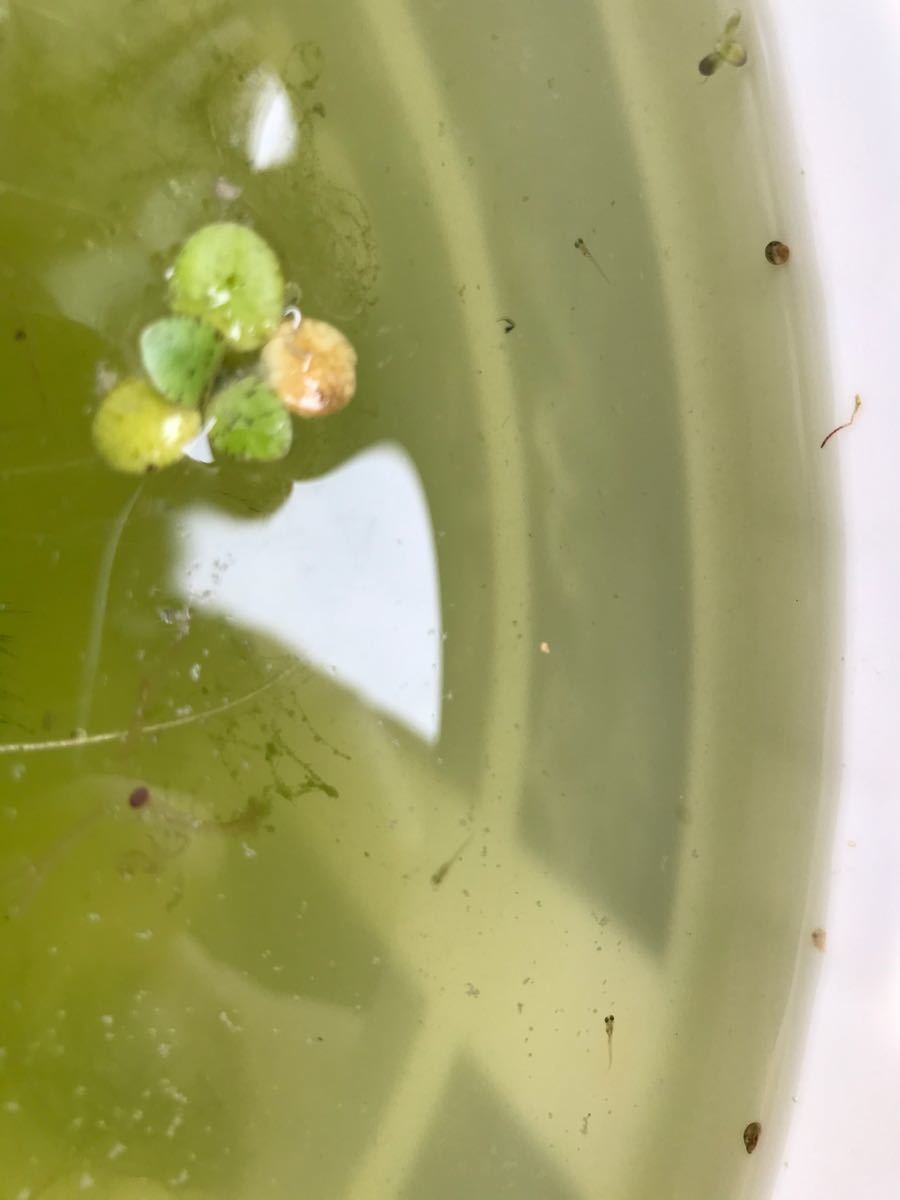 Paypayフリマ ゾウリムシ 種水 針子や稚魚の餌 メダカ グッピー ベタ Paypayフリマ ゾウリムシ 種水 針子や稚魚の餌 メダカ グッピー ベタ