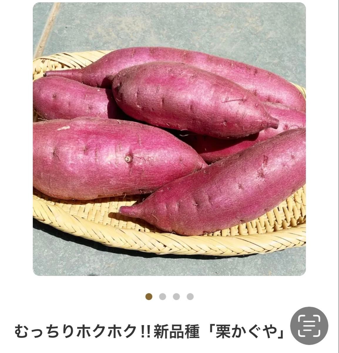 栗かぐや芋苗200本セール 栗かぐや芋苗200本セールサツマイモ苗|Yahoo!フリマ(旧PayPay