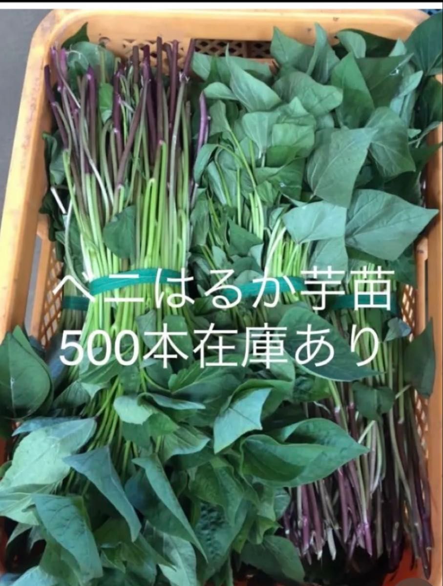 べにはるか芋苗500本セール べにはるか芋苗500本セールサツマイモ苗|Yahoo!フリマ(旧