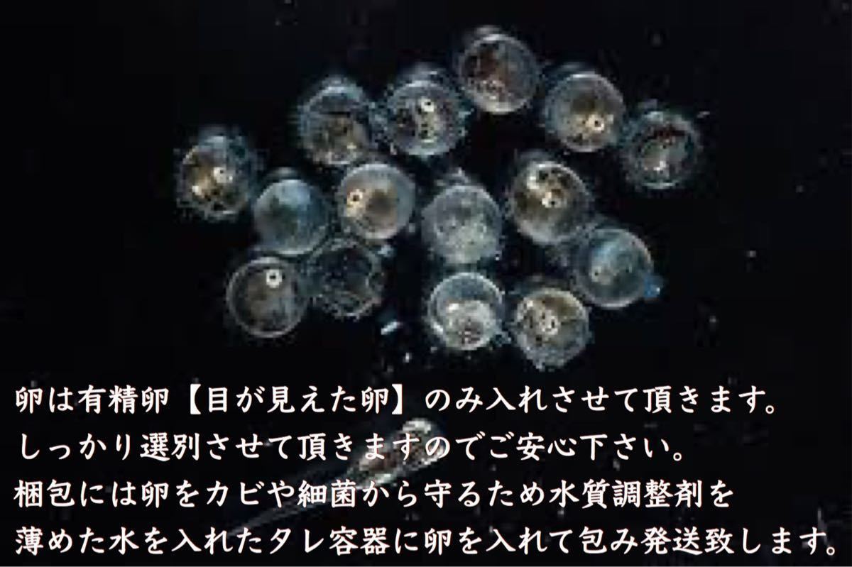 Paypayフリマ 三色錦 めだか めだか卵 メダカ卵 Paypayフリマ 三色錦 めだか めだか卵 メダカ卵