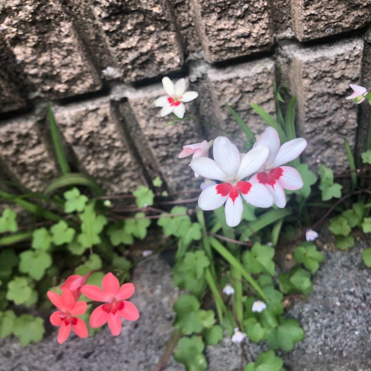 Paypayフリマ 可憐な春の花 姫檜扇の種 青 赤 白三色50粒 Paypayフリマ 可憐な春の花 姫檜扇の種 青 赤 白三色50粒