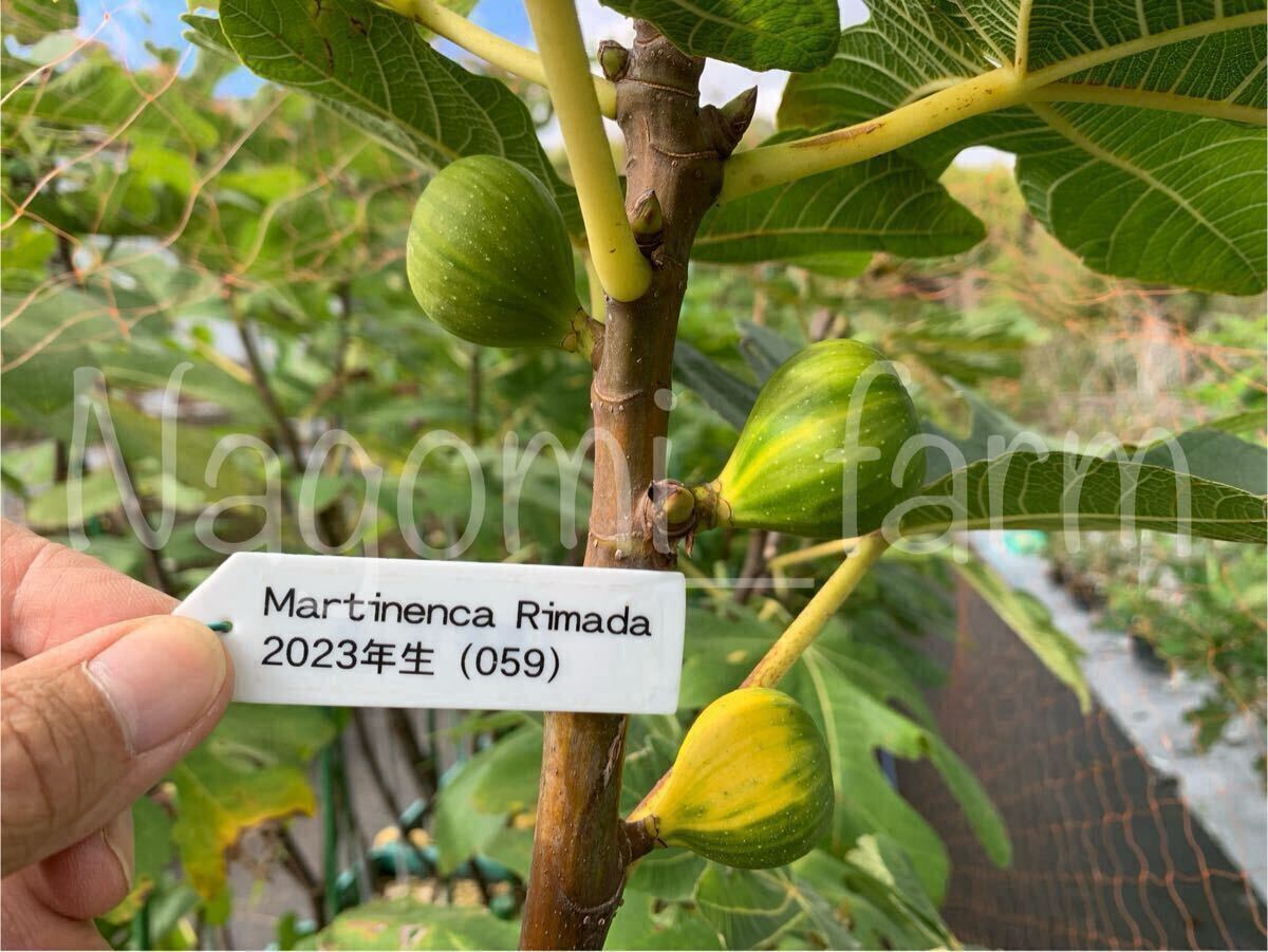 Martinenca Rimada苗　イチジク苗 いちじく苗 イチジク苗木