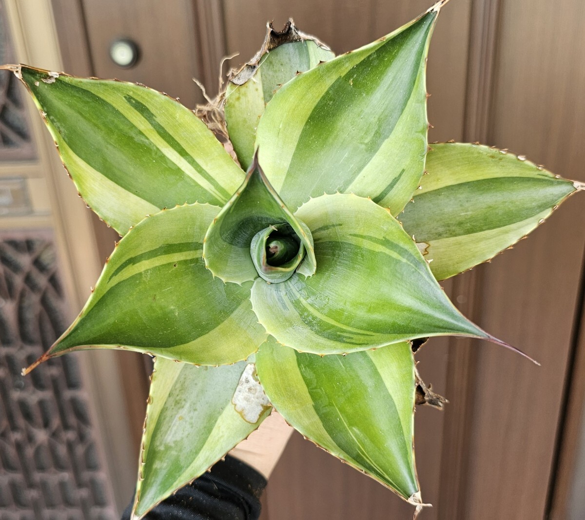 【自家採取】 発芽確認　20粒 パキポディウム ウィンゾリーwindsorii 自家採取】 発芽確認 20粒 パキポディウム ウィンゾリーwindsorii