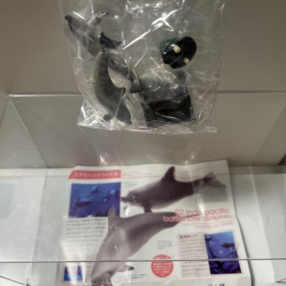 ネイチャーテクニカラー小笠原特装版 ミナミハンドウイルカ_画像5