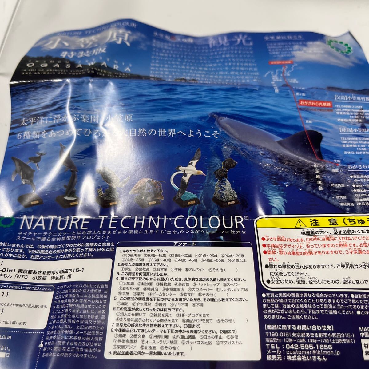 ネイチャーテクニカラー小笠原特装版 ミナミハンドウイルカ_画像7