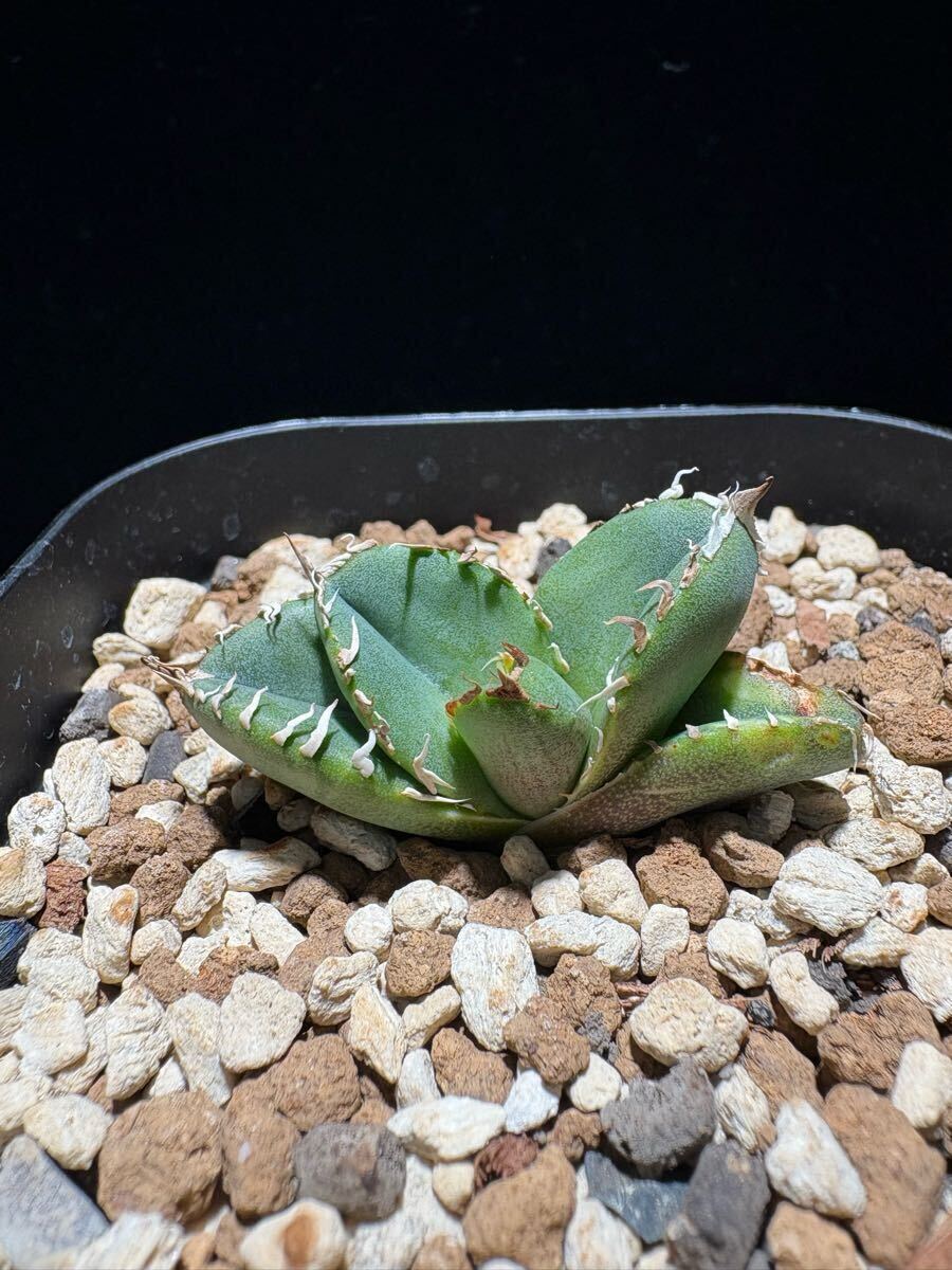 F*】様 冰雹 アガベ チタノタ 検)オテロイ agave 子株 スタッズ 麻花 冰雹 1号(Lize産)アガベ チタノタ 検)オテロイ agave 子株