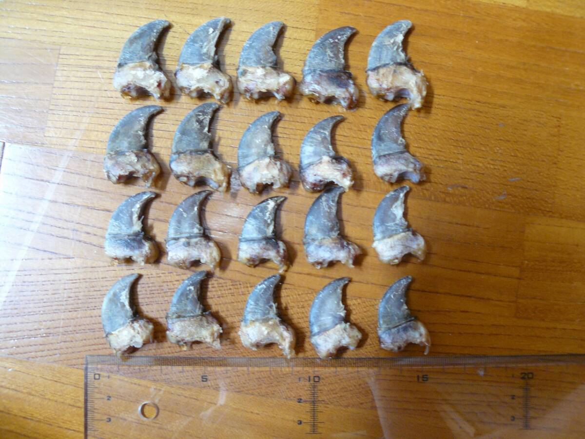 熊の爪 熊爪 熊の爪 ベアークロー 1頭分|Yahoo!フリマ(旧PayPayフリマ)