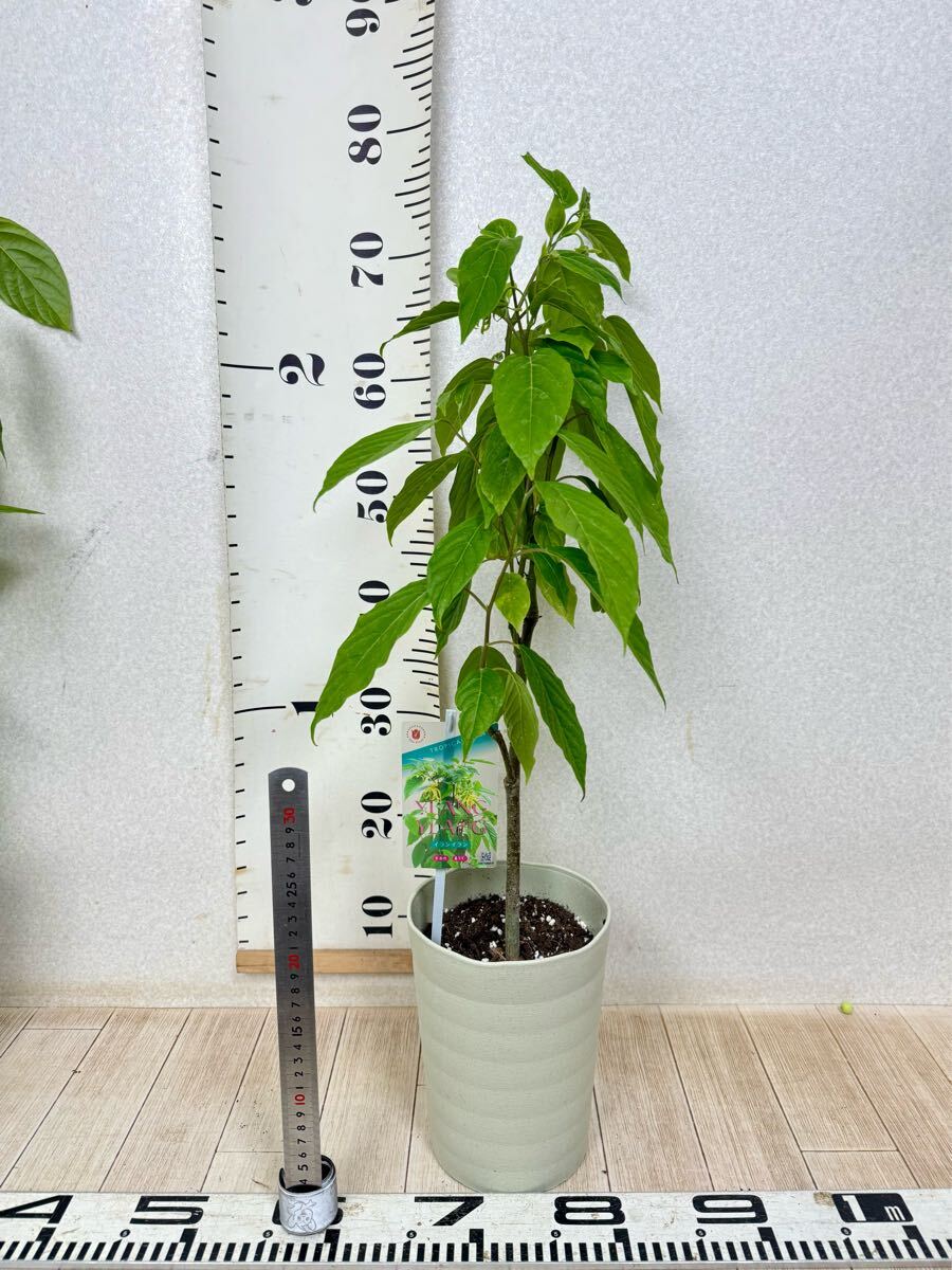 item_image_5