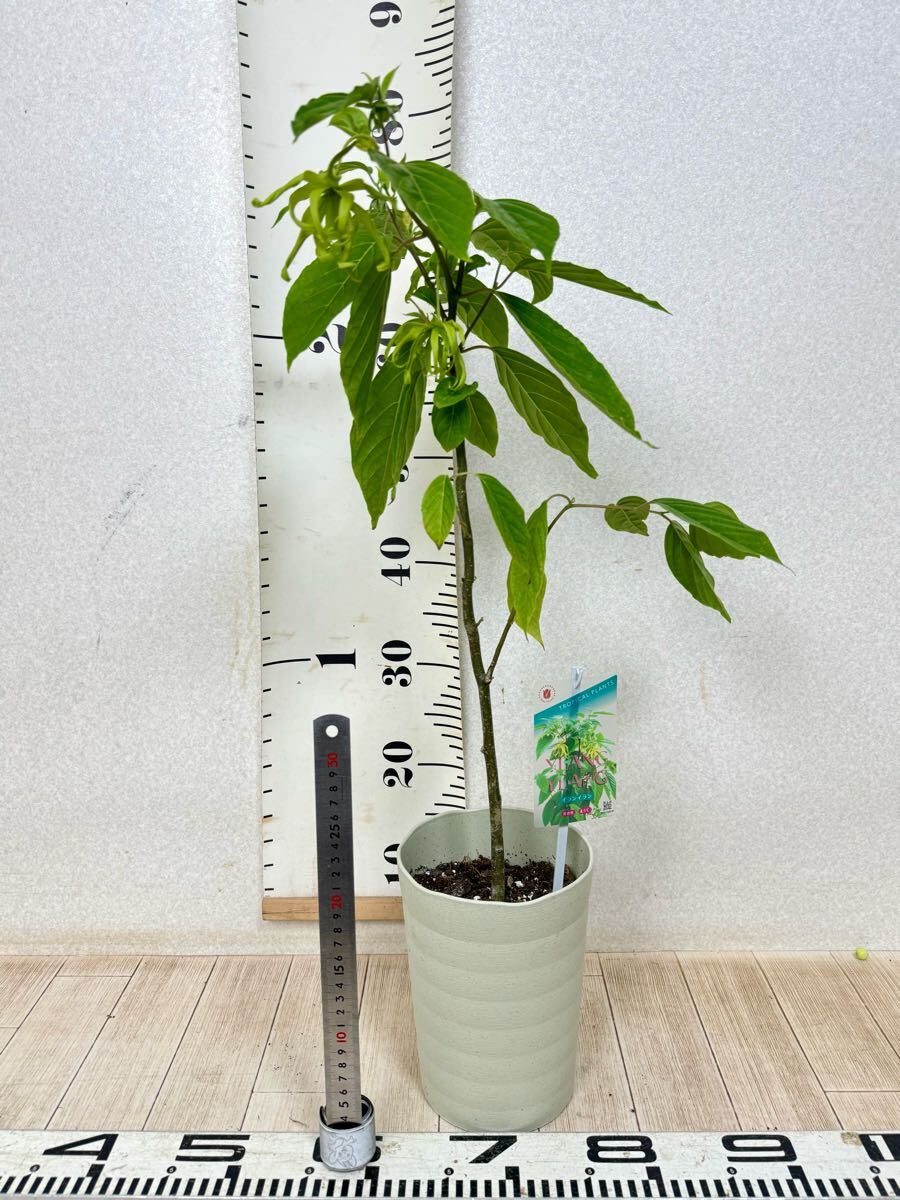 item_image_9