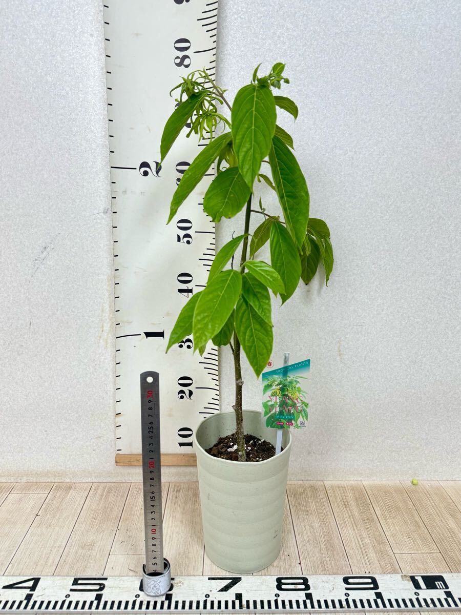 item_image_10
