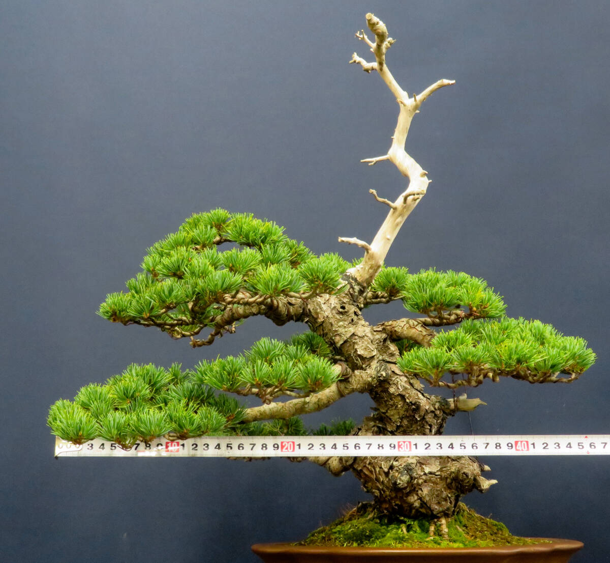 八房五葉松(八紘) 八房五葉松(八紘)