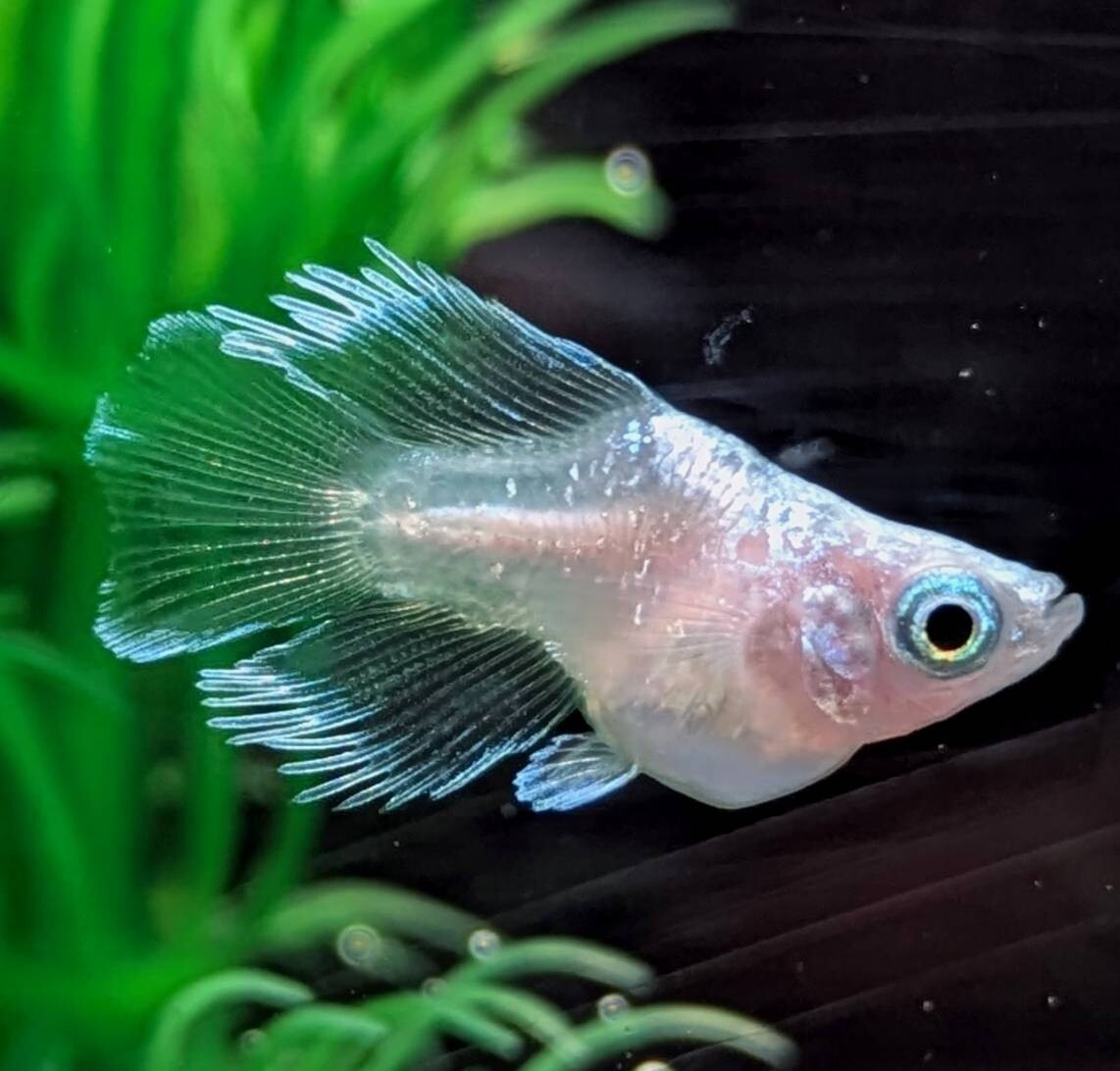 [NEXTメダカ]　極上　 柘榴光体型亜種　若魚1ペア（雄光体型）＋雌（ショート）　計3匹　だるま　キッシングワイドフィン　