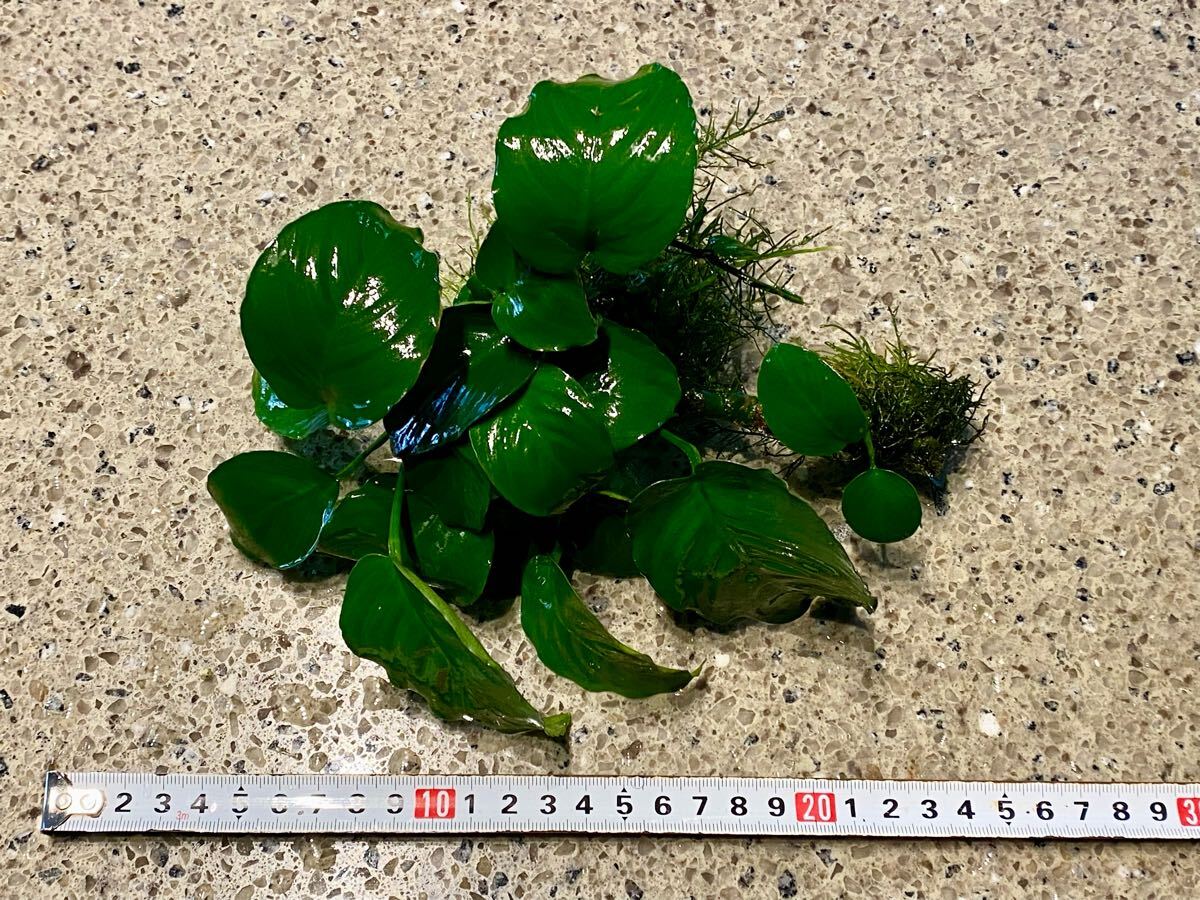 item_image_2