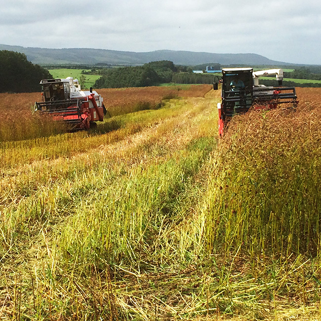 韃靼そば200g×3袋(北海道紋別郡雄武町特産)満天きらり使用(だったん乾麺)北海道産ゆめちから使用 ポリフェノールの一種ルチンが豊富_画像8
