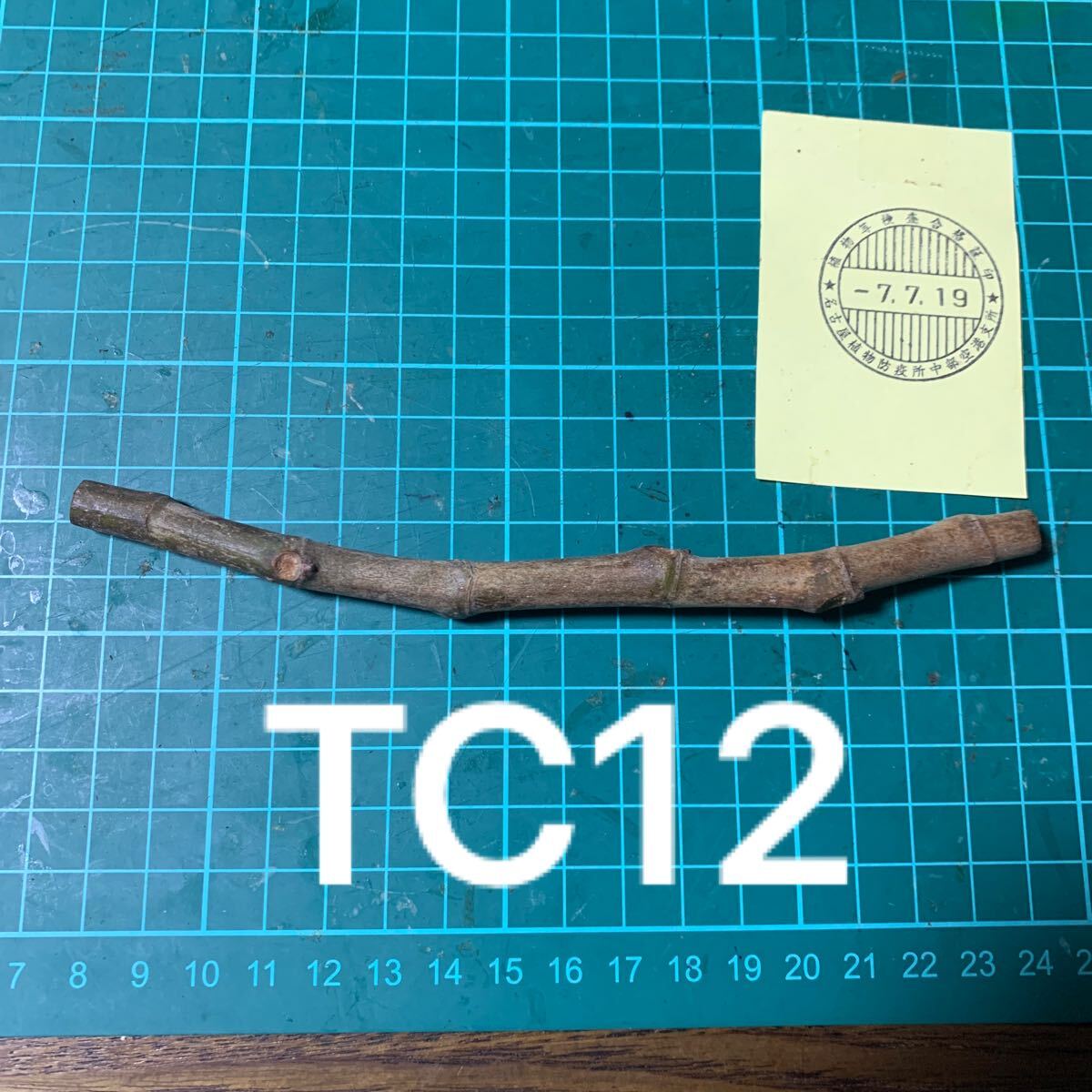 TC12穂木 イチジク穂木 いちじく穂木 TC12穂木 いちじく穂木 イチジク穂木(果物)|売買された