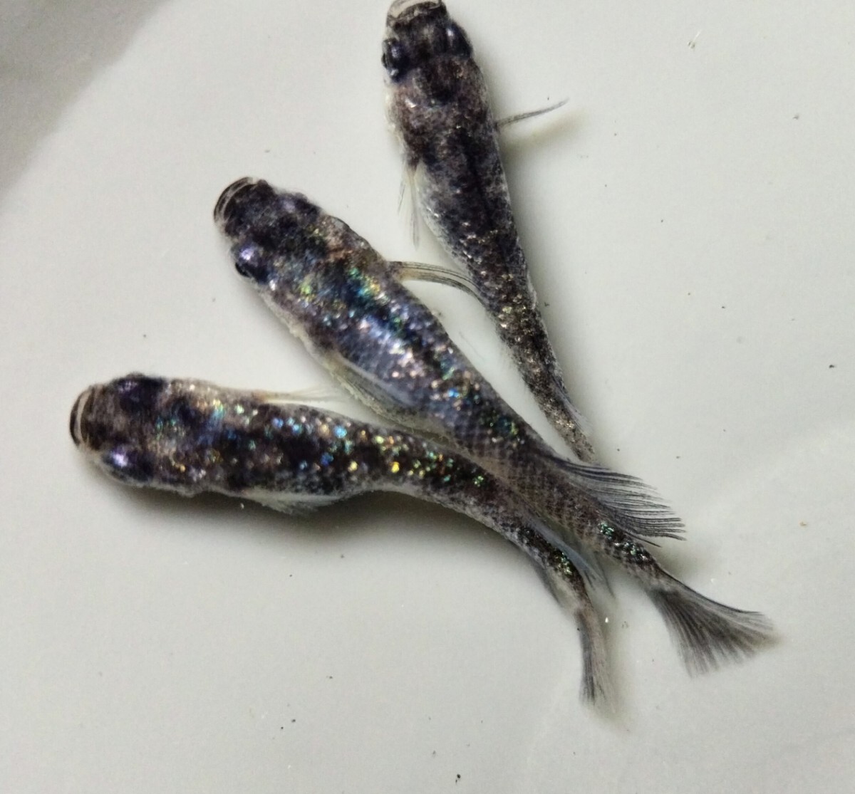 極上　墨狼　　1ペア（普通体型）＋オス（光体型）【オプティメダカ】　　【めだか　メダカ 湊養魚場　様　　極ラメ　強墨　ブルーラメa】