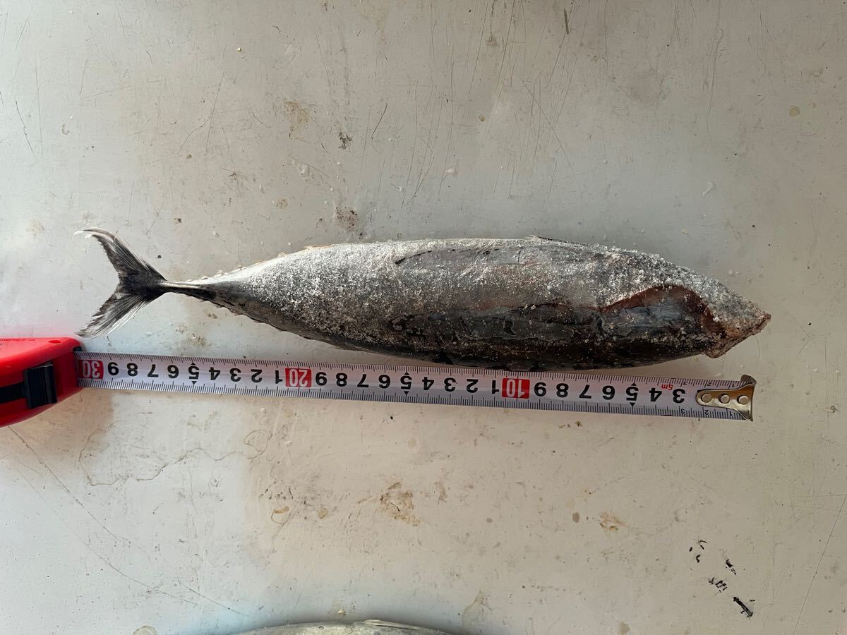 メジカ 宗田鰹 クエ　九絵 新入荷品！！_画像2