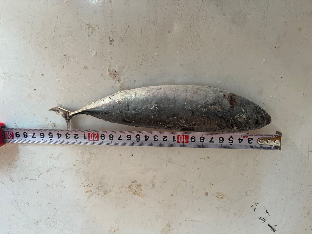 メジカ 宗田鰹 クエ　九絵 新入荷品！！_画像3