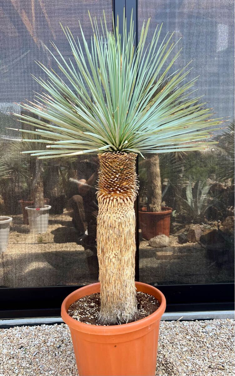 売り切り 本日値下げ ユッカロストラータ 美株 大型美太株】ユッカ ロストラータ Yucca rostrata メキシコ産