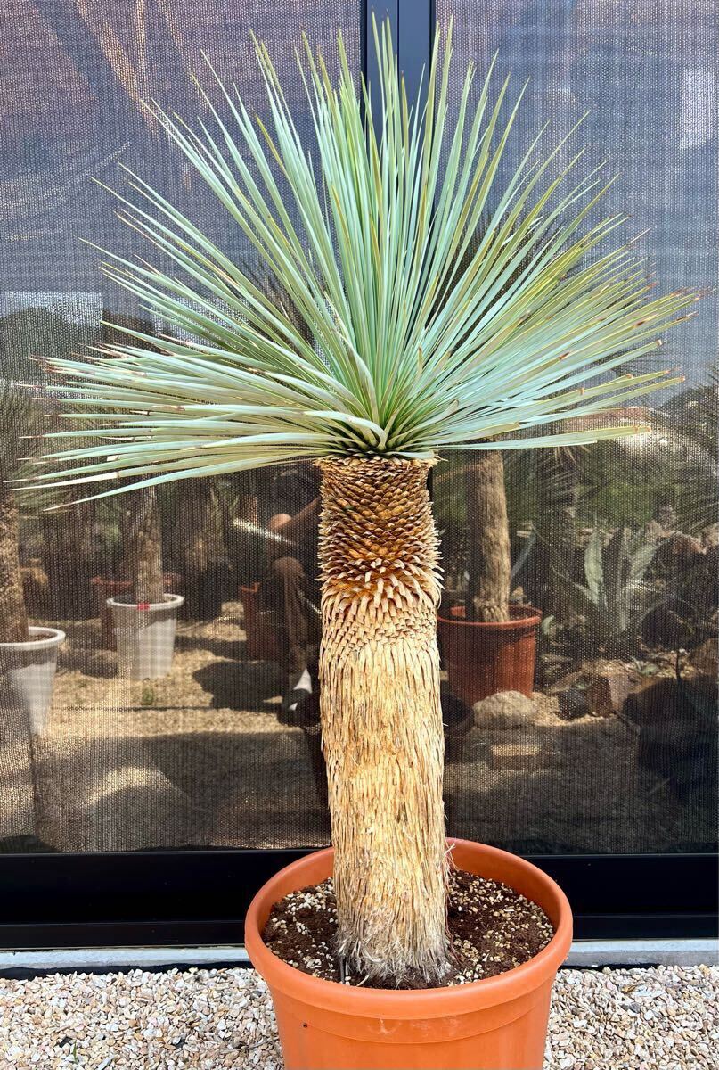 ユッカ ロストラータ 太株 (し) 大型美太株】ユッカ ロストラータ Yucca rostrata メキシコ産