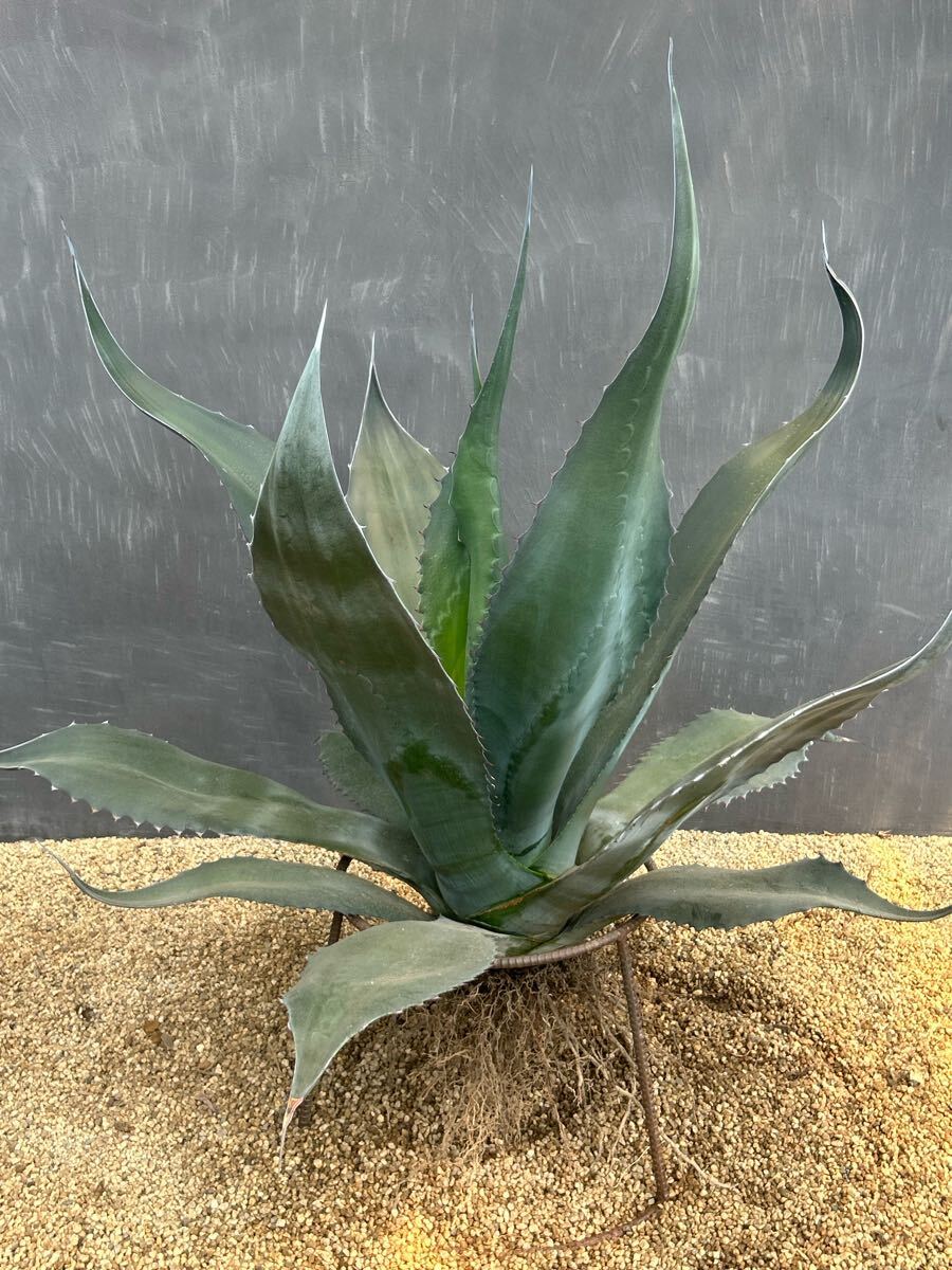 アガベ アトロビレンス シグマトフィラ 2株セット アガベ アトロビレンス シグマトフィラ 2株セット (Agave