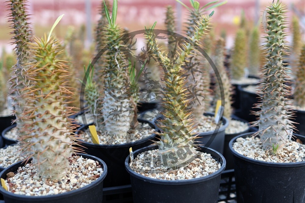 Pachypodium ambongense パキポディウム アンボンゲンセ 種子 10粒