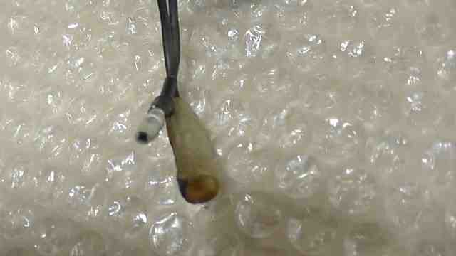 TW200 DG07J-027xxx の ブレーキスイッチ *1752631751 中古_画像4