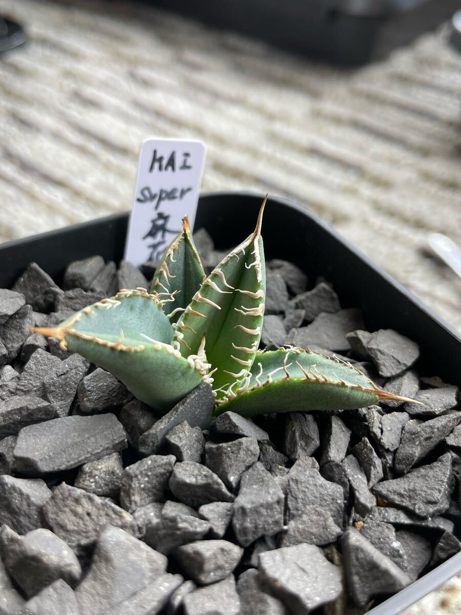 item_image_7